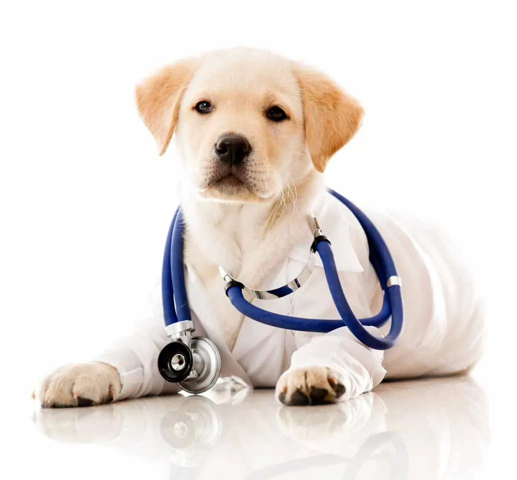 Follow Your Heart Animal Hospital